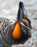 Greater Prairie-Chicken