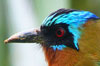 Trinidad Motmot