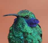 Costa Rica