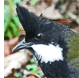 Eastern Whipbird