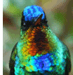 Fiery-throated Hummingbird