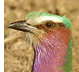 Lilac-breasted Roller