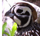 Montezuma Quail