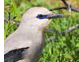 Stresemann's Bush-Crow