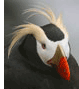 Tufted Puffin