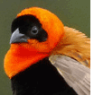 Northern Red Bishop