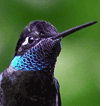 Magnificent Hummingbird