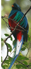 Resplendent Quetzal