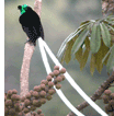Ribbon-tailed Astrapia