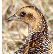 Yellow Rail