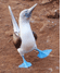 Blue-footed Booby