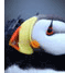 Horned Puffin