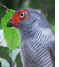 Lined Forest-Falcon
