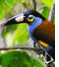 Plate-billed Mountain-Toucan