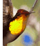 Ruby-topaz Hummingbird