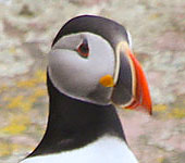Newfoundland