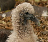 Galapagos