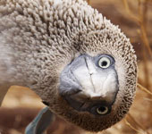 Galapagos