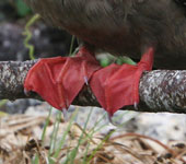 Galapagos
