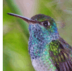 Honduran Emerald