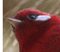 Red Warbler