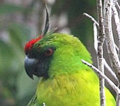 New Caledonia