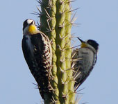 Bolivia