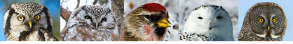owls & redpoll