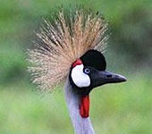 Uganda