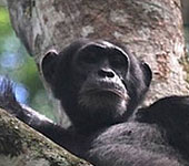 Uganda