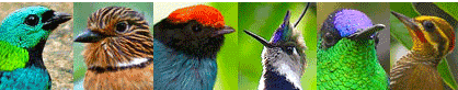 Brazil birds