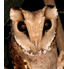 Oriental Bay Owl