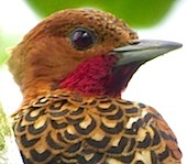 Ecuador