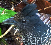 Ecuador