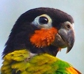 Brazil