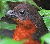 Ecuador