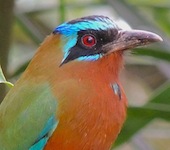 Trinidad