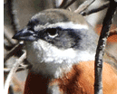 Bolivian Warbling-Finch