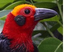 Bornean Bristlehead