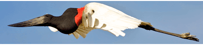 Jabiru