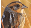 Nelson's Sparrow