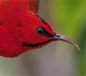 Borneo