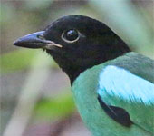 Borneo