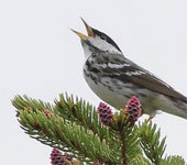Maine