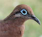 Galapagos