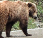 Alaska