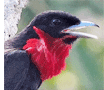 Purple-throated Fruitcrow by Willy Perez