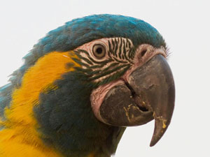 Blue-throated Macaw